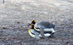 18KingPenguinsmating