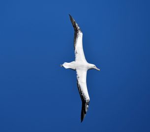 20Royal Albatross