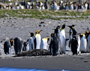 A rare yellow-headed king penguin