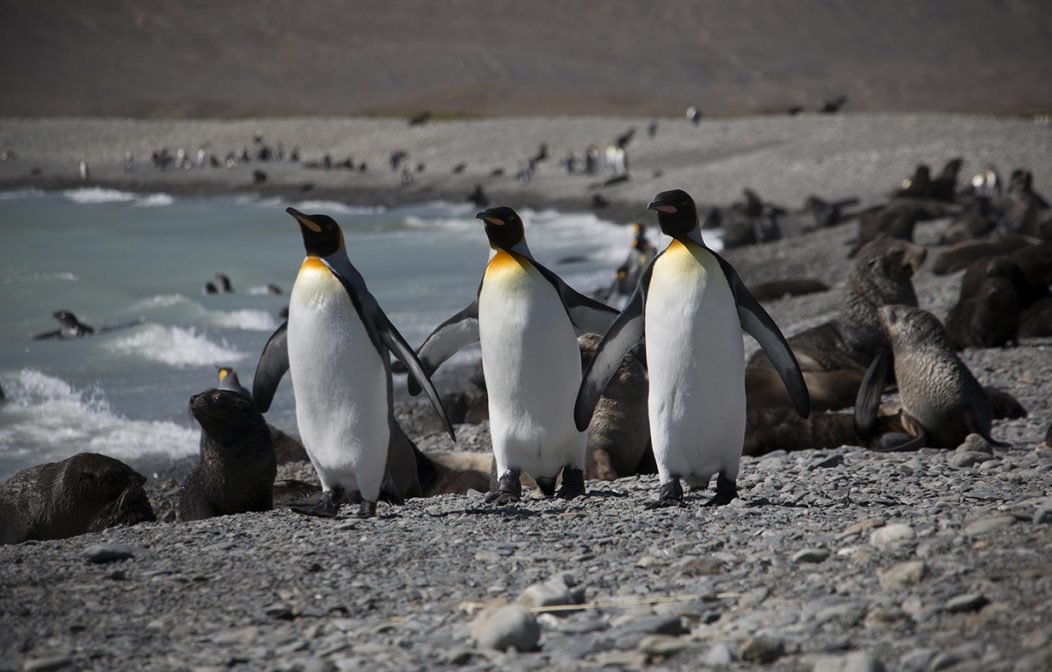 King Penguins South Georgia