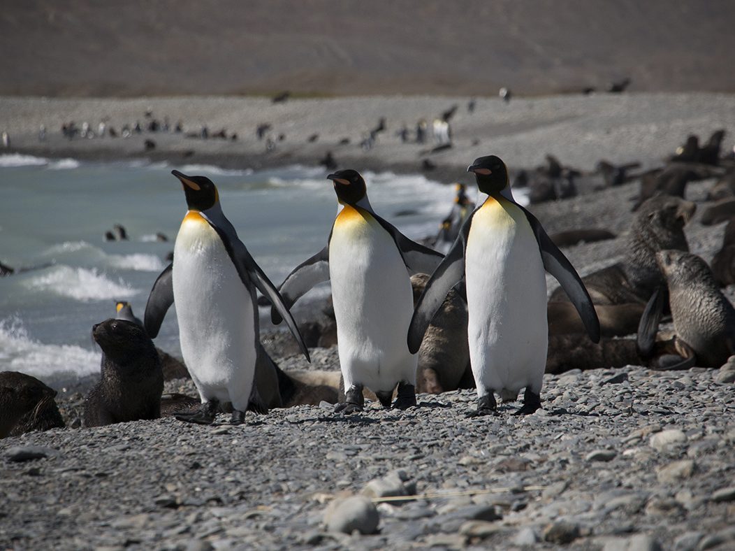 Antarctica - The Last Great Wilderness