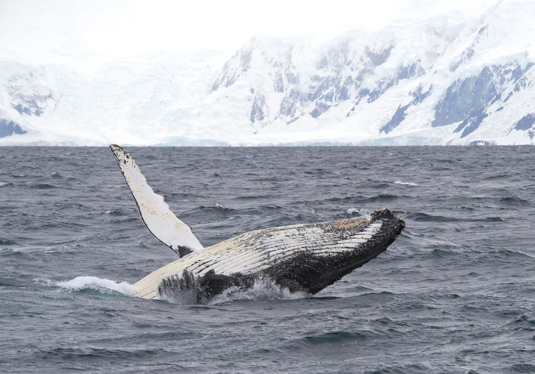 Future of Antarctica  Humpback