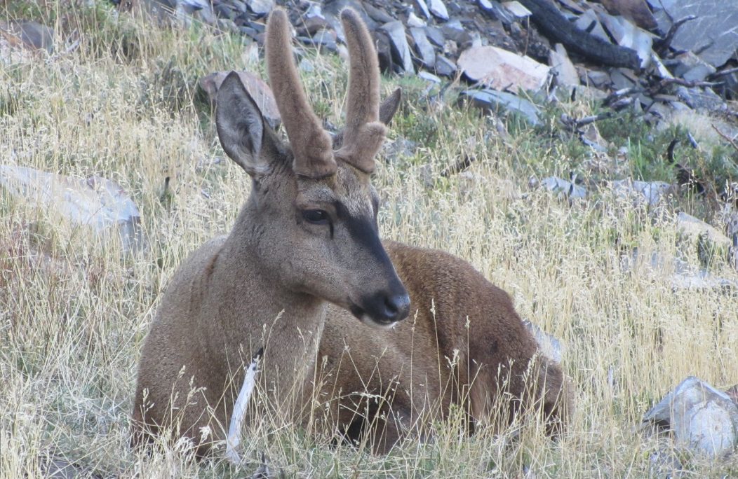 huemul