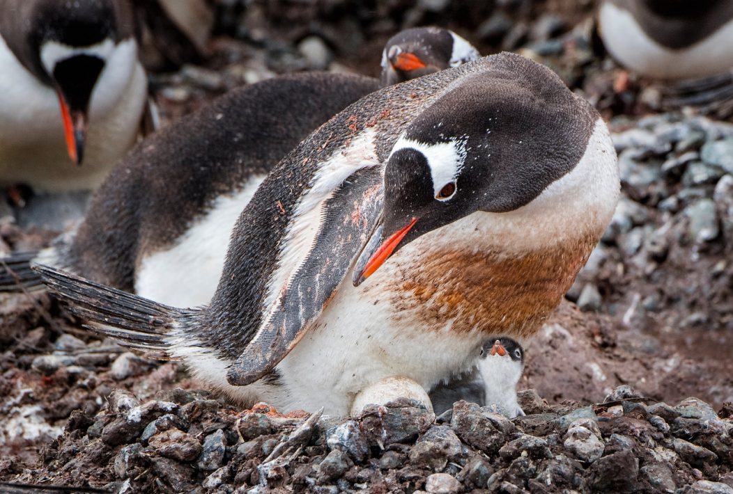 Penguins making nests in the mud due to a severe decline in ice and snow affects the hatching process