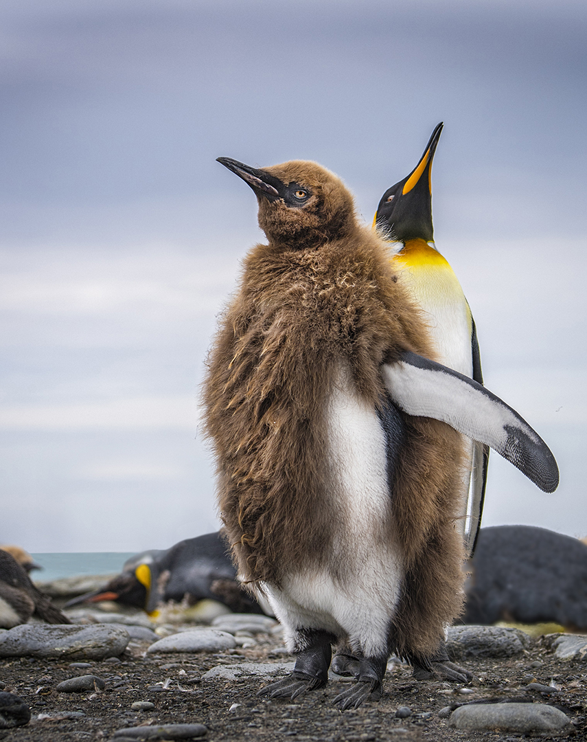 South Georgia is home to a declining population of King penguins