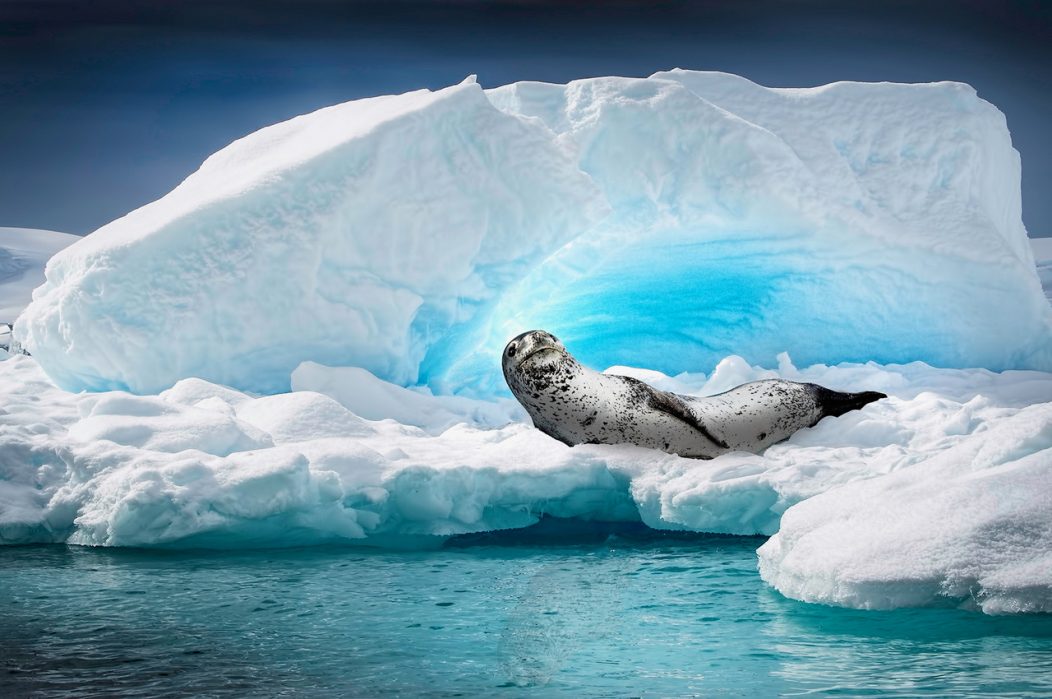 A leopard seal looks up from his resting place on a small iceberg in Cierva Cove
