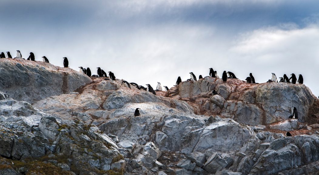 A colony of chinstrap penguins