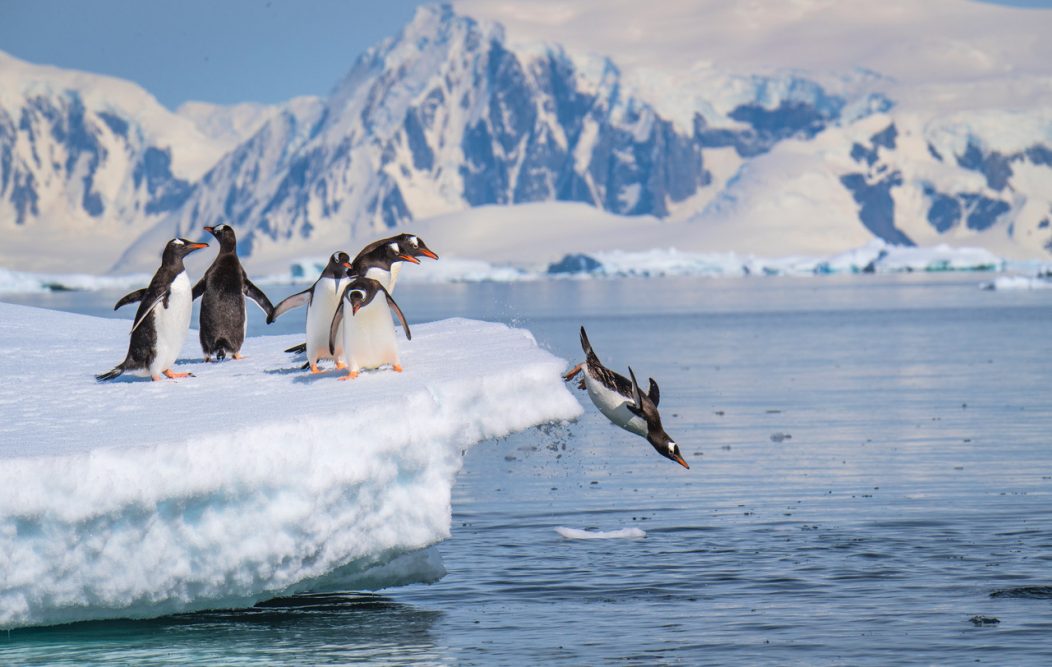 A gentoo penguin dives off an iceberg