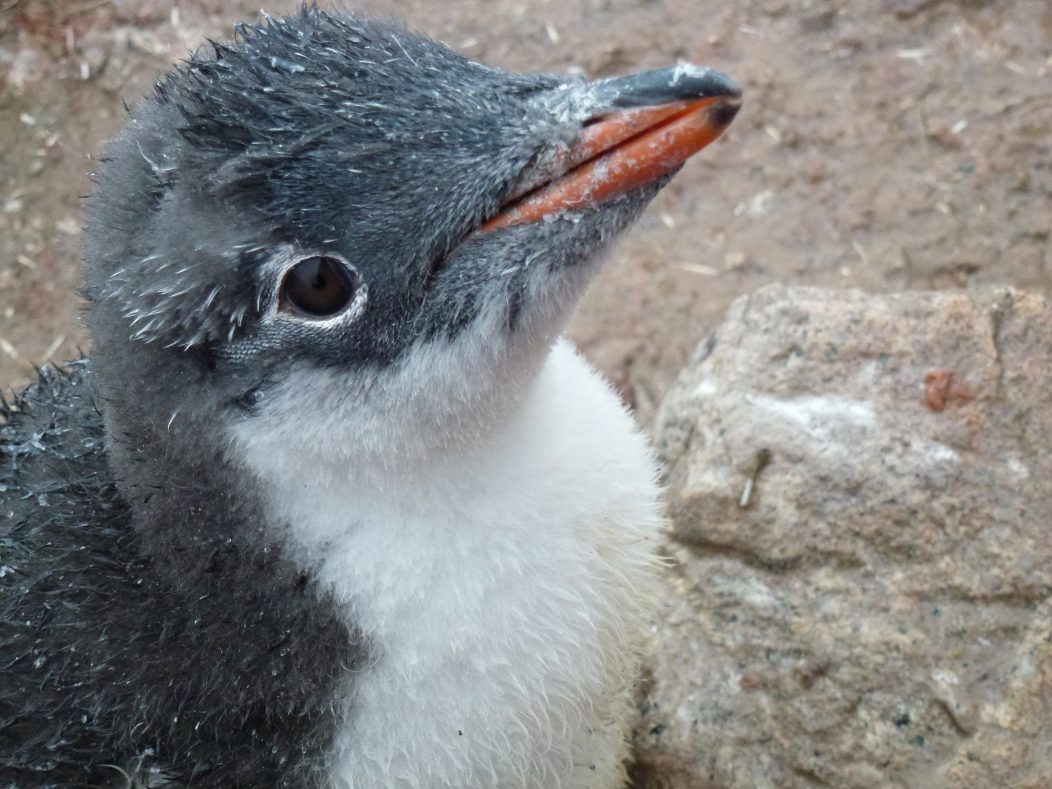 Are you my daddy- I enjoyed a close up with a slightly confused baby penguin