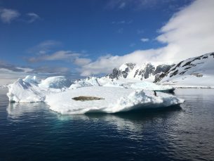 A Crabeater seal and a gentoo penguin – Shackleton’s dream buffet