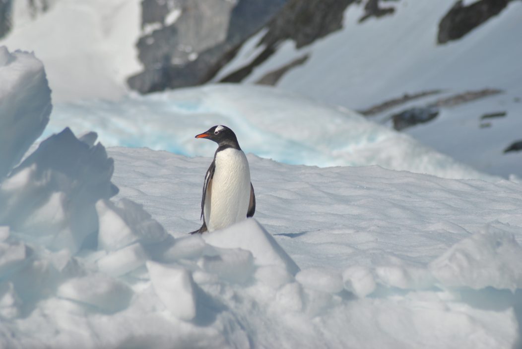 Future of Antarctica Penguin