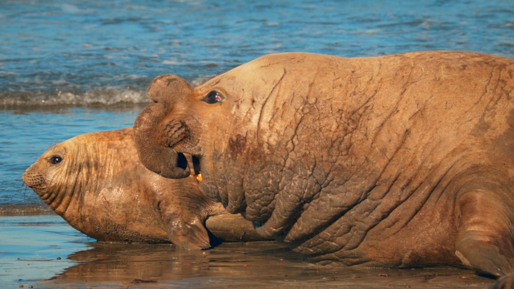 Male and female seal