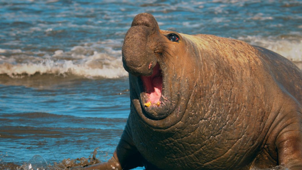 Male seal