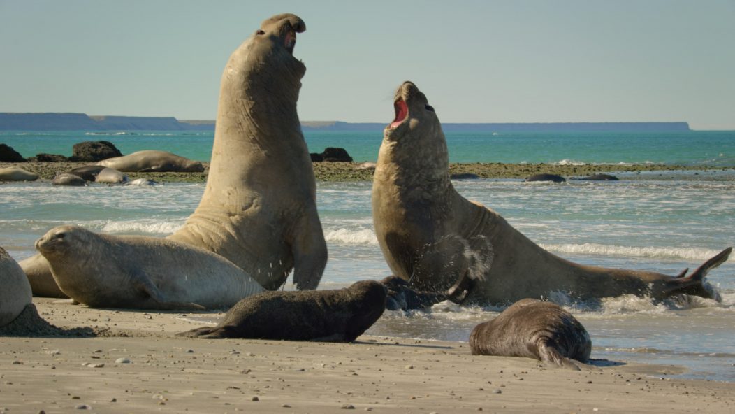 Fighting male seals