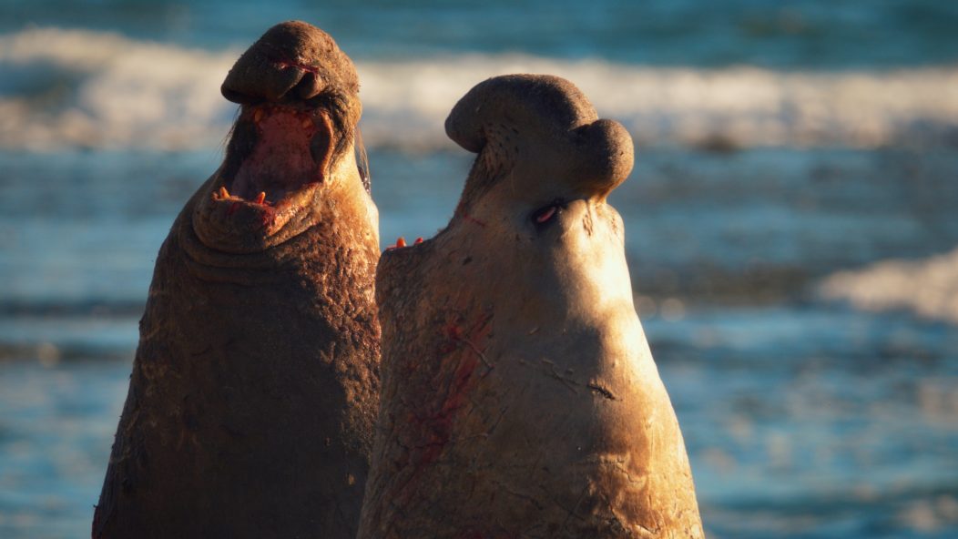 Fighting male seals