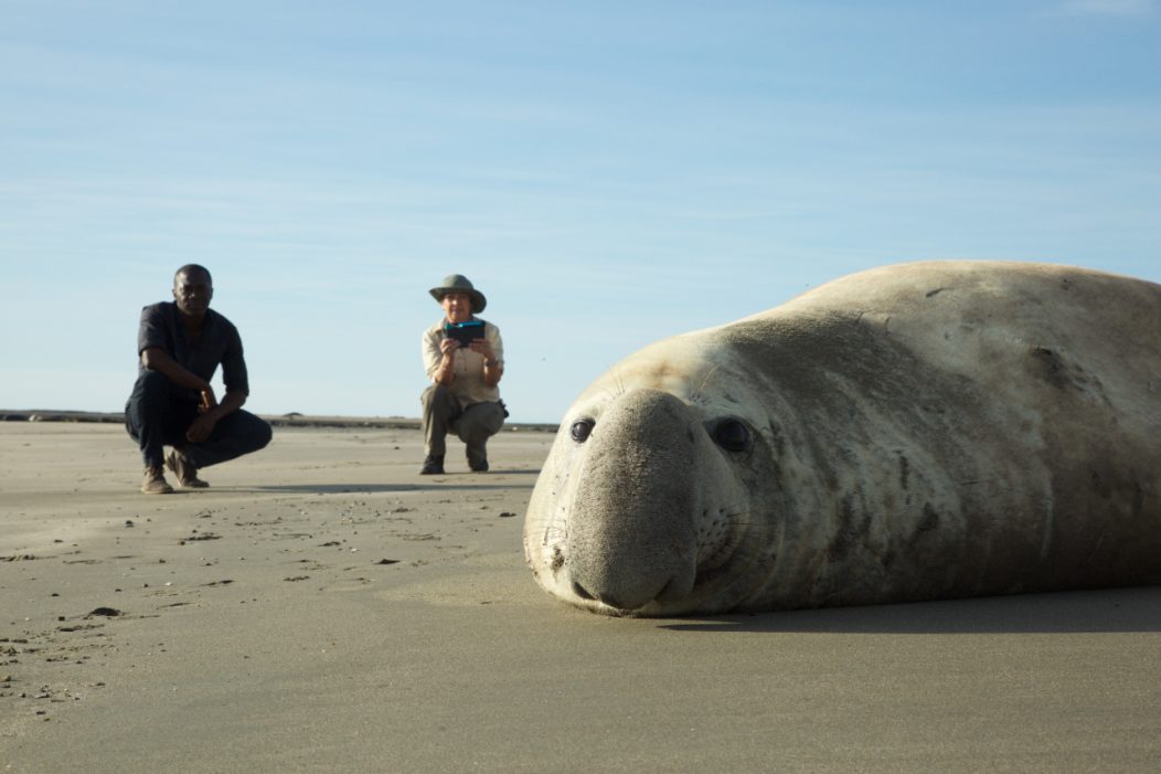 Male southern elephant seal