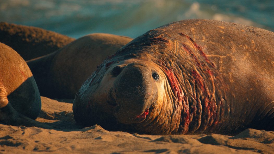 Male seal with wounds from fighting