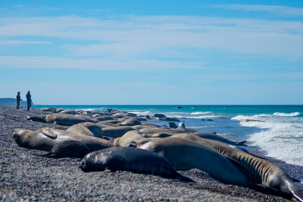 Southern elephant seal colony