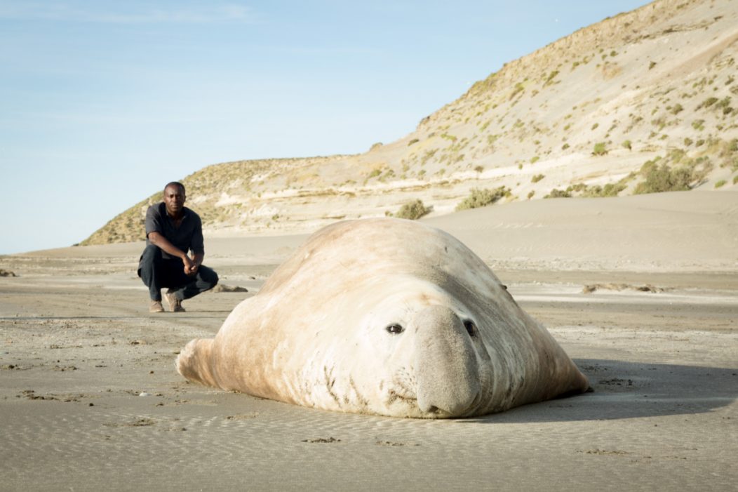 Patrick Aryee with male seal